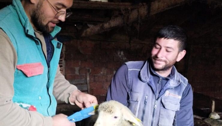 Pınarhisar’da küçükbaş hayvanların küpeleri takıldı