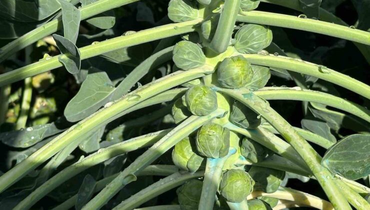 Rusya ve Hollanda lahanayı “Brüksel”den değil İznik’ten alıyor