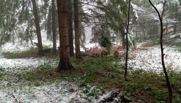 Sakarya’nın yüksek kesimleri beyaz örtüyle kaplandı