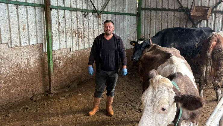 Şap hastalığına bir hayvanını daha verdi