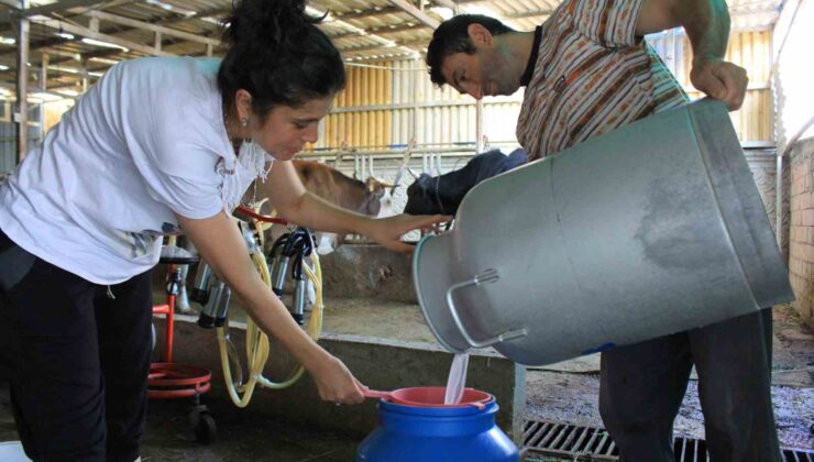 Şapın vurduğu üreticiler süt fiyatında güncelleme istiyor