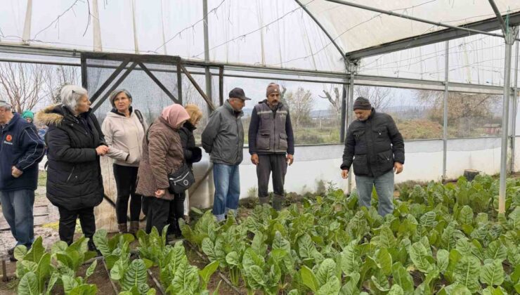 “Saygınlar Kulübü” üyeleri serada hasat yaptı
