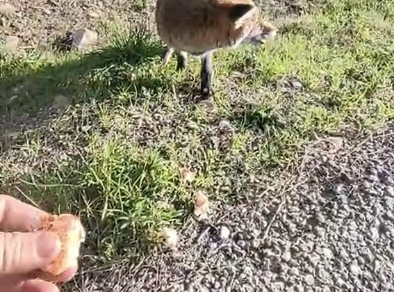 Tarihi Alan’da insanlara alışan tilki bölgenin maskotu oldu