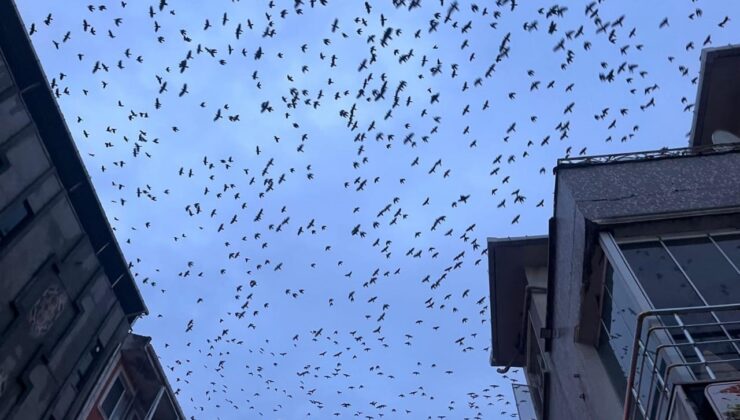Tekirdağ semalarında kargaların görsel şöleni