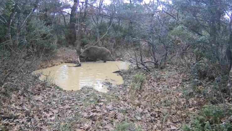 Tekirdağ’da domuz sürüsü görüntülendi