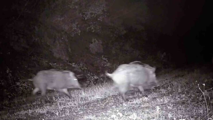 Tekirdağ’da fotokapana domuz sürüsü takıldı