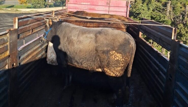 Tekirdağ’da kaçak hayvan sevkiyatına 102 bin lira ceza