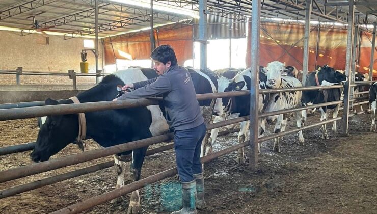 Tekirdağ’da şap aşısı çalışmaları aralıksız sürüyor