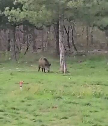Yaban domuzu da üniversiteli oldu