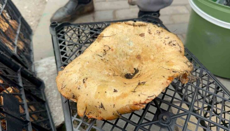 Yağmur yağdı, fiyatı 300 liradan 100 liraya düştü