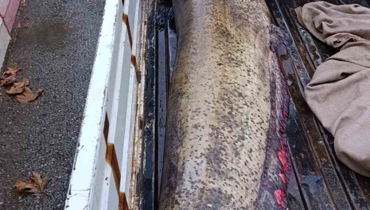 Yakalanan 65 kiloluk dev balık, görenleri şaşkına çevirdi