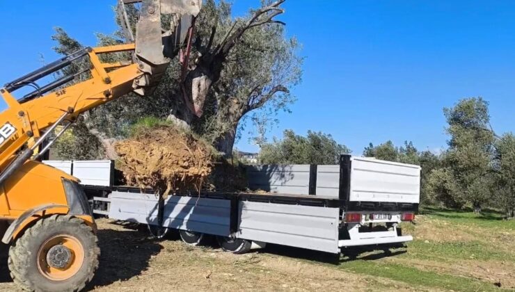 Zeytin ağacı taşıyacaklara önemli uyarı: “İzinsiz işleme ceza var”