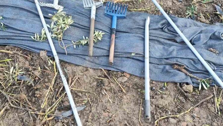 Zeytinleri dalından çaldılar