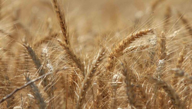 Dünya tahıl üretiminde 133 milyon ton artışla rekor bekleniyor