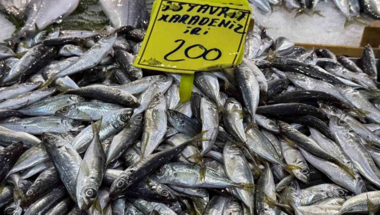 Kocaeli’de balık tezgahlarındaki son durum