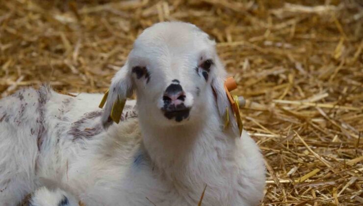 Koyunlara suni tohumlama geliyor