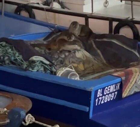 Aç kalan anne su samuru ve yavruları Gemlik’te tekneye sığındı