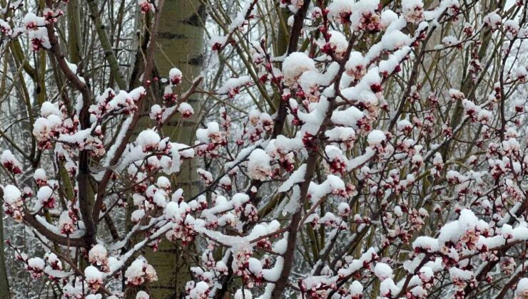Afyonkarahisar ve Kütahya’da badem ve kayısı çiçekleri karla kaplandı