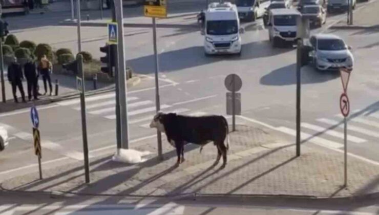 Bursa’da kaçan boğa trafiği karıştırdı, Ankara yolunda metrelerce koştu