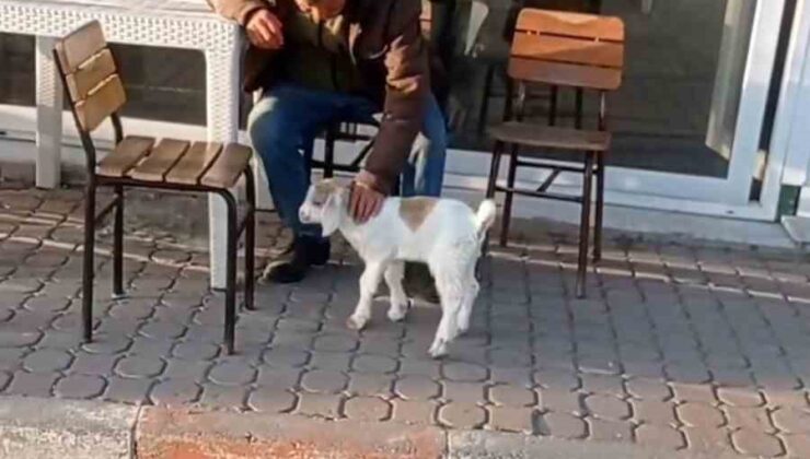 Edirne’de de “keçi ile alışveriş” keyfi