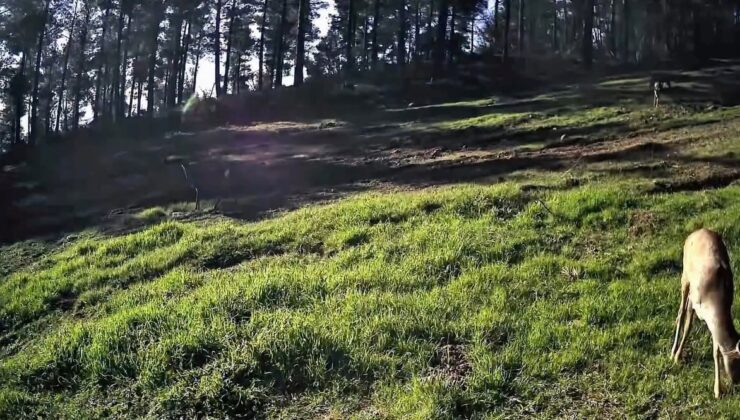 Ganos Dağları’nda karaca sürüsü fotokapana yansıdı