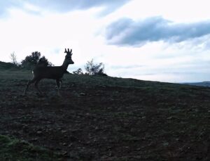 Ganos Dağları’nda karacalar fotokapana yakalandı