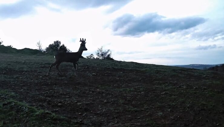 Ganos Dağları’nda karacalar fotokapana yakalandı