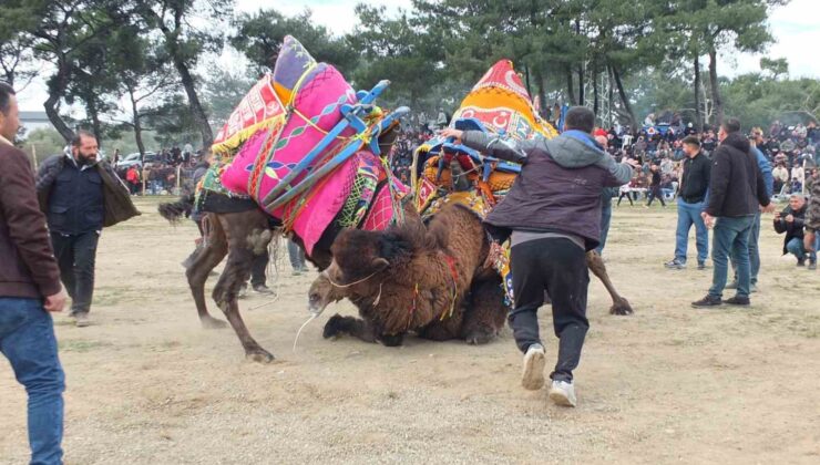 Güreşçi develer, bir yıl sonra sahalara geri döndü