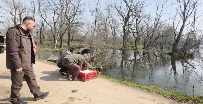 Karacabey Longozları’nda yaban hayatına özgürlük