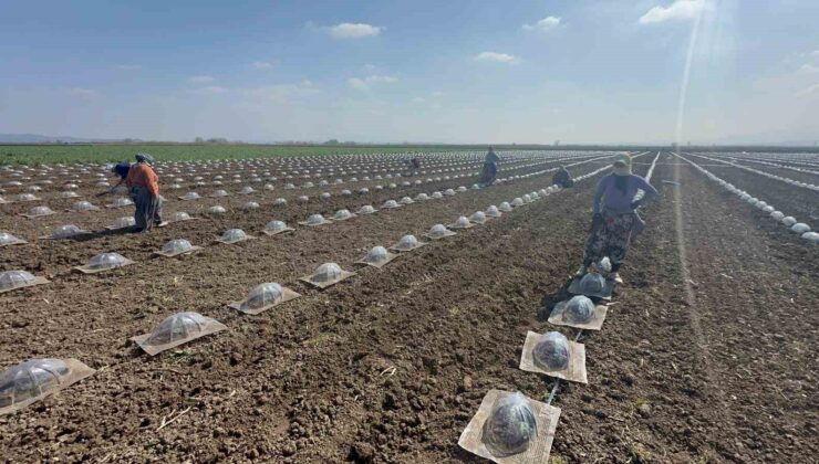 Karacabey Ovası’nda turfanda karpuz ekimi başladı