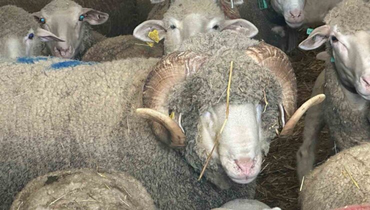 Milyonluk koçun kuzuları için bugünden sıraya girdiler