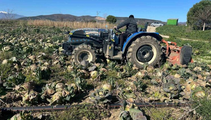 Pazarda 70 lira ama yüzbinlercesi tarlada çürüdü: Üreticiler Tarım Kredi’ye çağrı yaptı