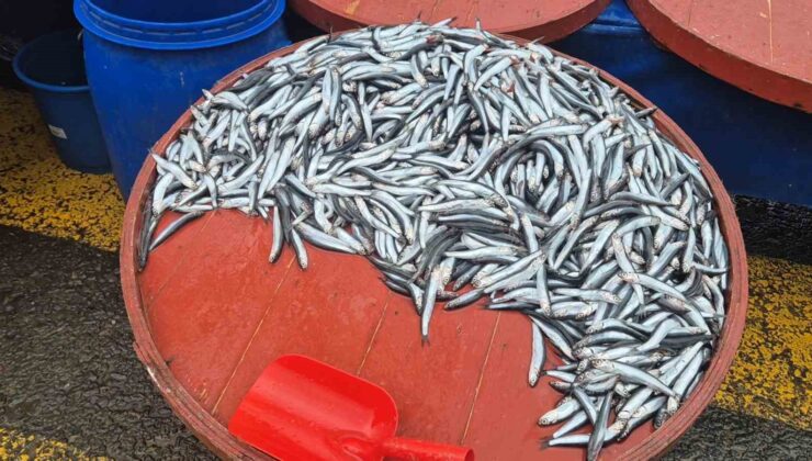 Pazarda hamsinin kilosu 200 liraya çıktı