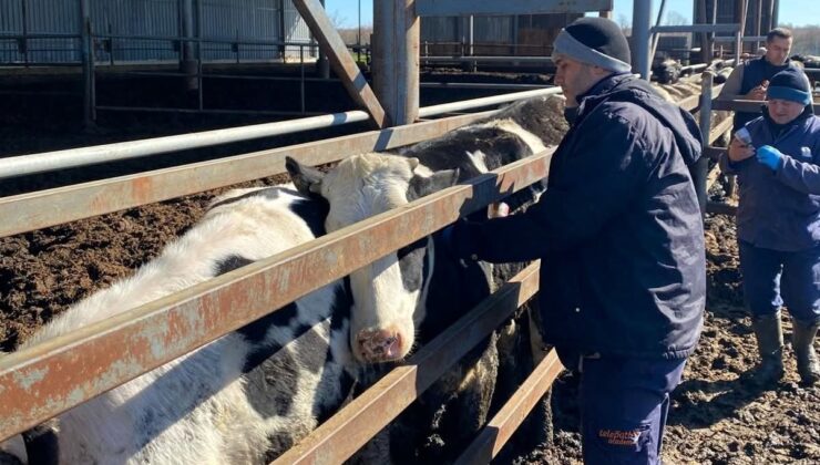 Trakya’da şap alarmına karşı sahadalar: Büyükbaş hayvanlara aşılama sürüyor