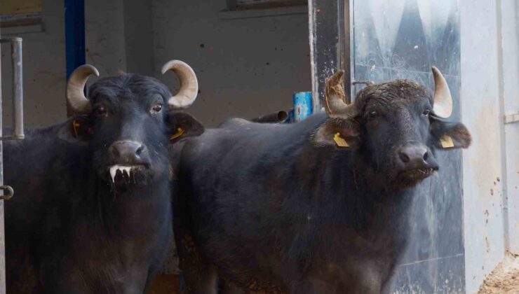 Türkiye’nin yeni manda ırkı Murana süt verimi ile dikkat çekiyor