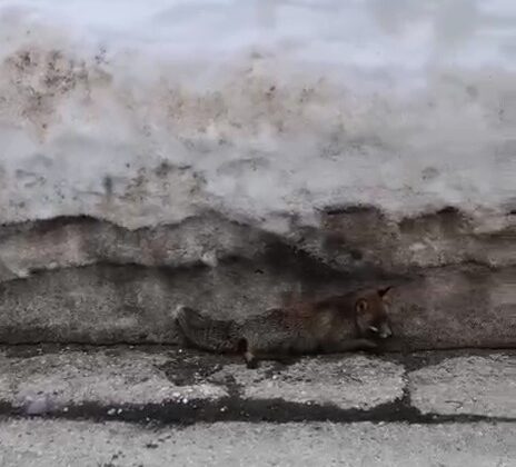 Uludağ’da tilkiye çarpan otomobil sürücüsü yaralı halde bırakıp kaçtı