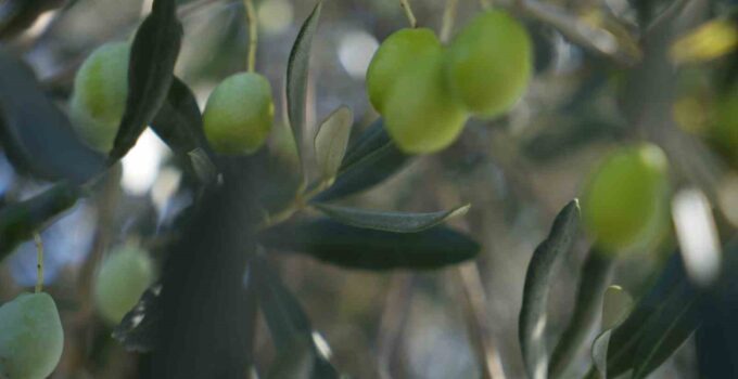 Zeytin halkalı leke hastalığına karşı üreticilere uyarı