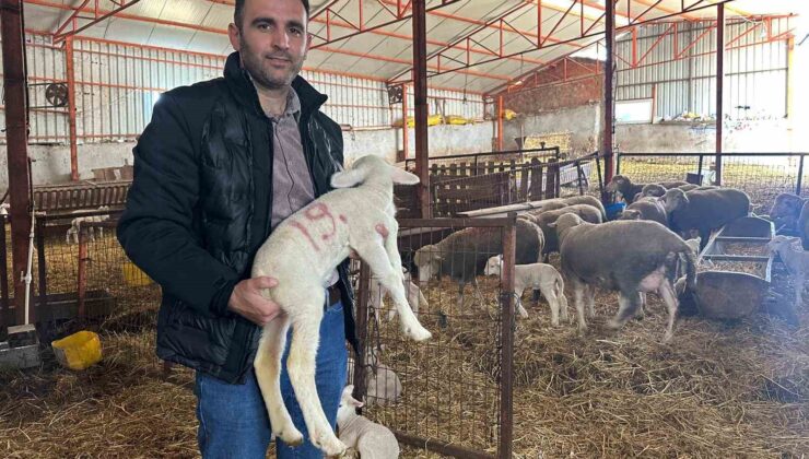 57 yıldır safkan damızlık Karacabey merinosu yetiştiriyorlar, birçok sürüde imzaları var