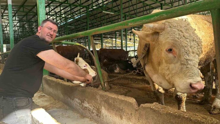 Bursa’da kurban hareketliliği: Tonluk boğayı 400 bin liraya sattı