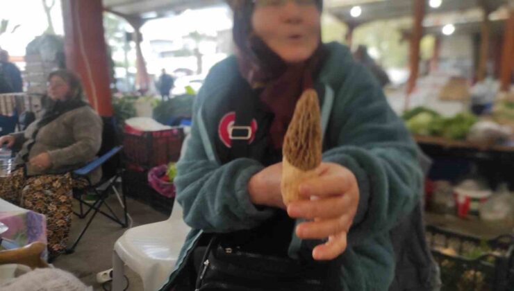 Çanakkale’de dağ köylerinde kuzugöbeği gelir kapısı oldu