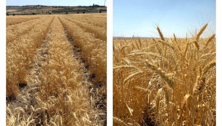 ETİ’den kurak iklim koşullarına dayanıklı yerli buğday çeşidi