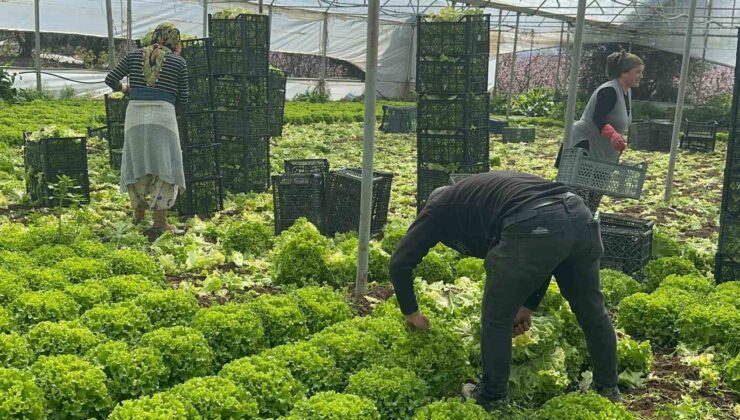 Geçen sene zararıyla ağlatan ’kıvırcık’ bu yıl güldürdü