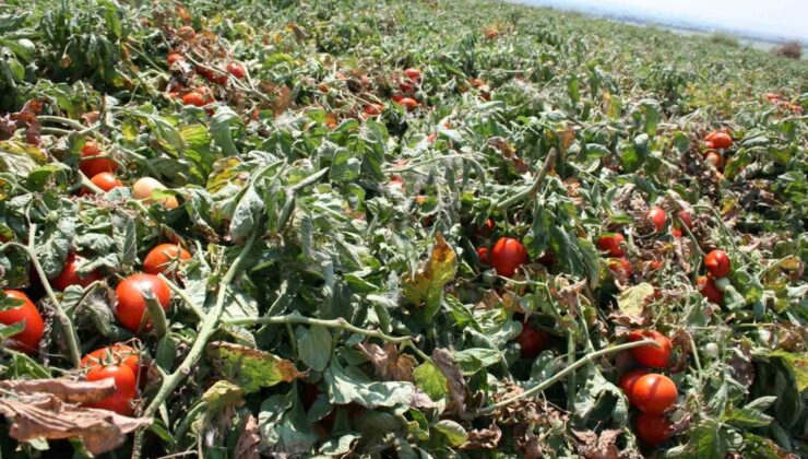 Karacabey’de salçalık domates ekiminde “serbest”in fazla olması bekleniyor