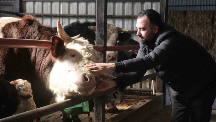 Kurbanlık alışverişinde erken alım hareketliliği