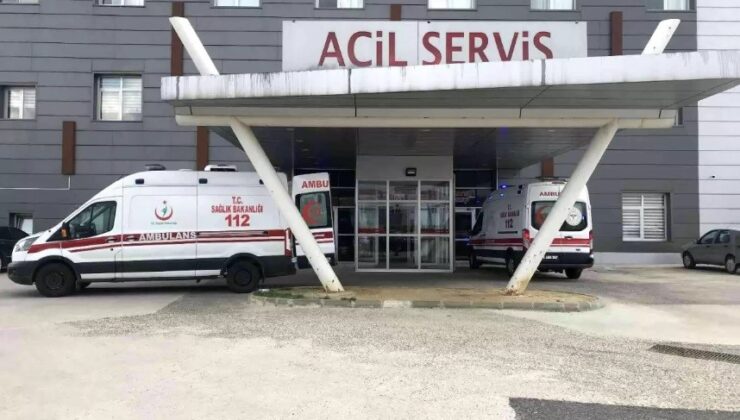Arı saldırısına uğrayan yaşlı çift hastanelik oldu