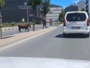 Arnavutköy’de kaçan kurbanlığın ortalığı birbirine kattığı anlar kamerada