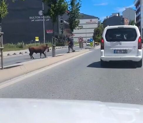 Arnavutköy’de kaçan kurbanlığın ortalığı birbirine kattığı anlar kamerada