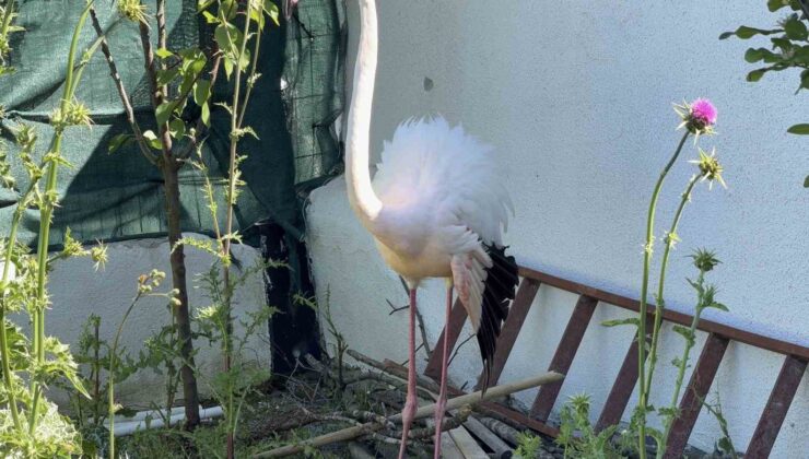 Arnavutköy’de ormanlık alanda kanadı kırık flamingo bulundu