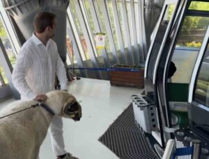 Bayramda keseceği koçla teleferik keyfi yaptı