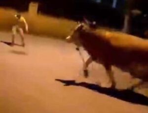 Bursa’da dana paniği